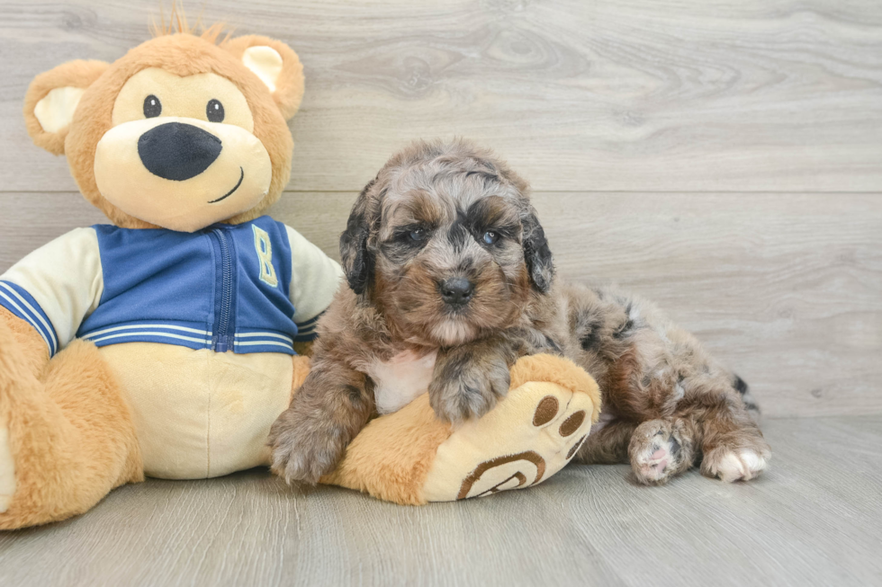 Playful Mini Bernese Poodle Poodle Mix Puppy
