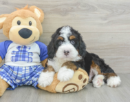 5 week old Mini Bernedoodle Puppy For Sale - Lone Star Pups