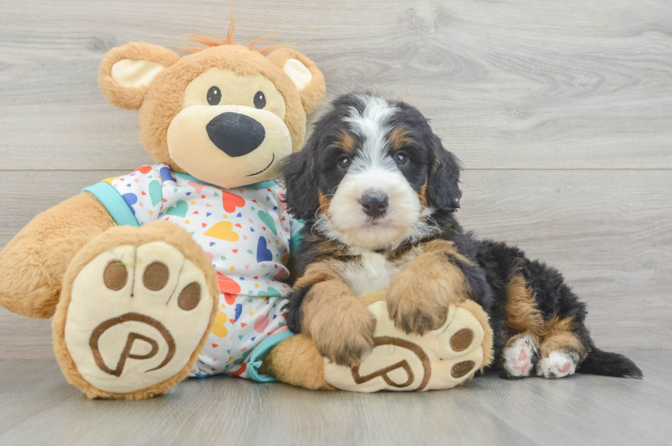 6 week old Mini Bernedoodle Puppy For Sale - Lone Star Pups