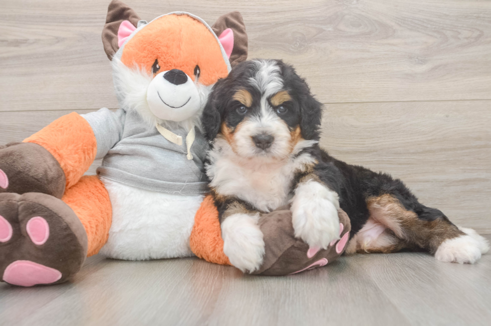 5 week old Mini Bernedoodle Puppy For Sale - Lone Star Pups