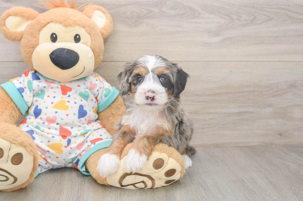 5 week old Mini Bernedoodle Puppy For Sale - Lone Star Pups