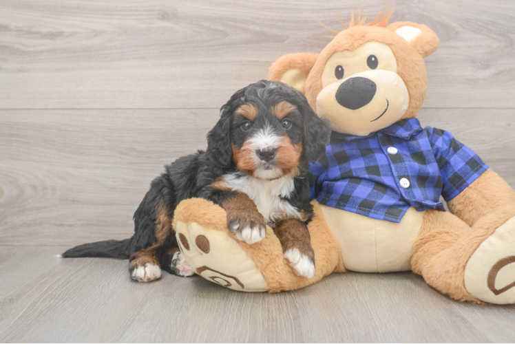 Mini Bernedoodle Puppy for Adoption