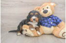 Mini Bernedoodle Puppy for Adoption