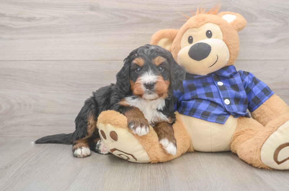 5 week old Mini Bernedoodle Puppy For Sale - Lone Star Pups