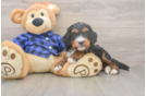 Mini Bernedoodle Pup Being Cute