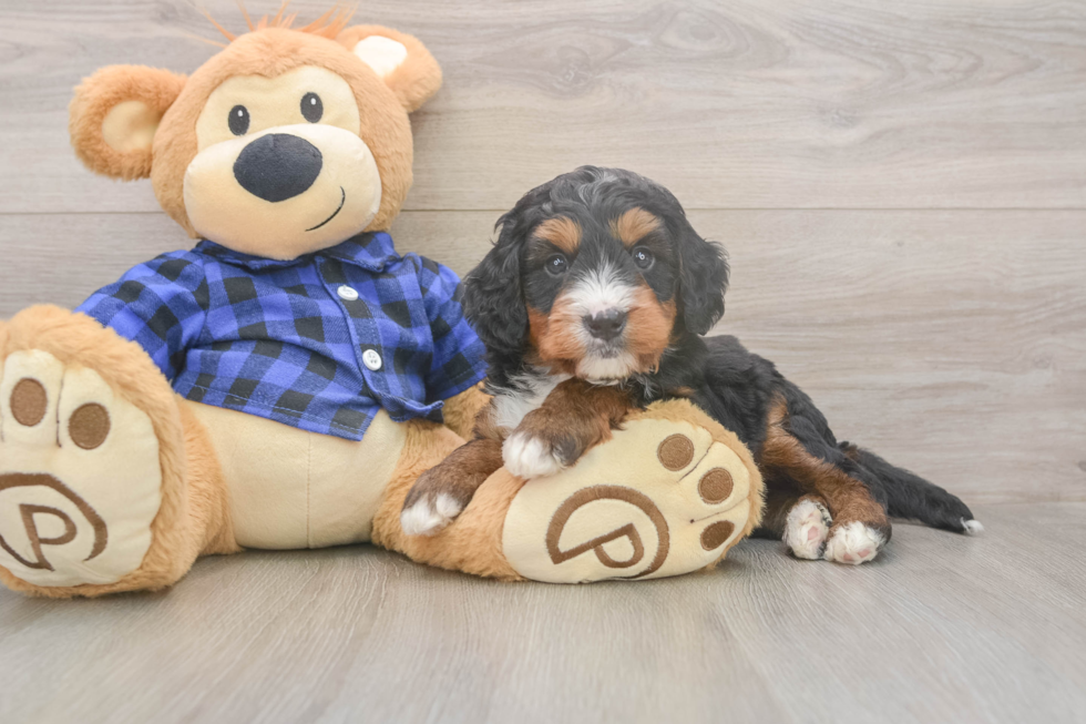 Mini Bernedoodle Pup Being Cute