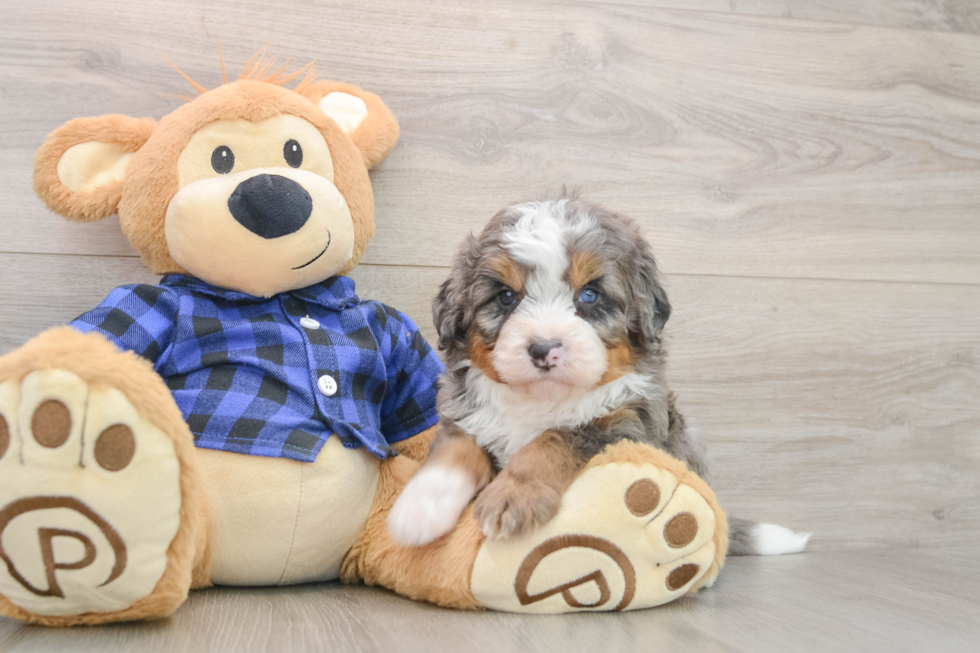Mini Bernedoodle Puppy for Adoption