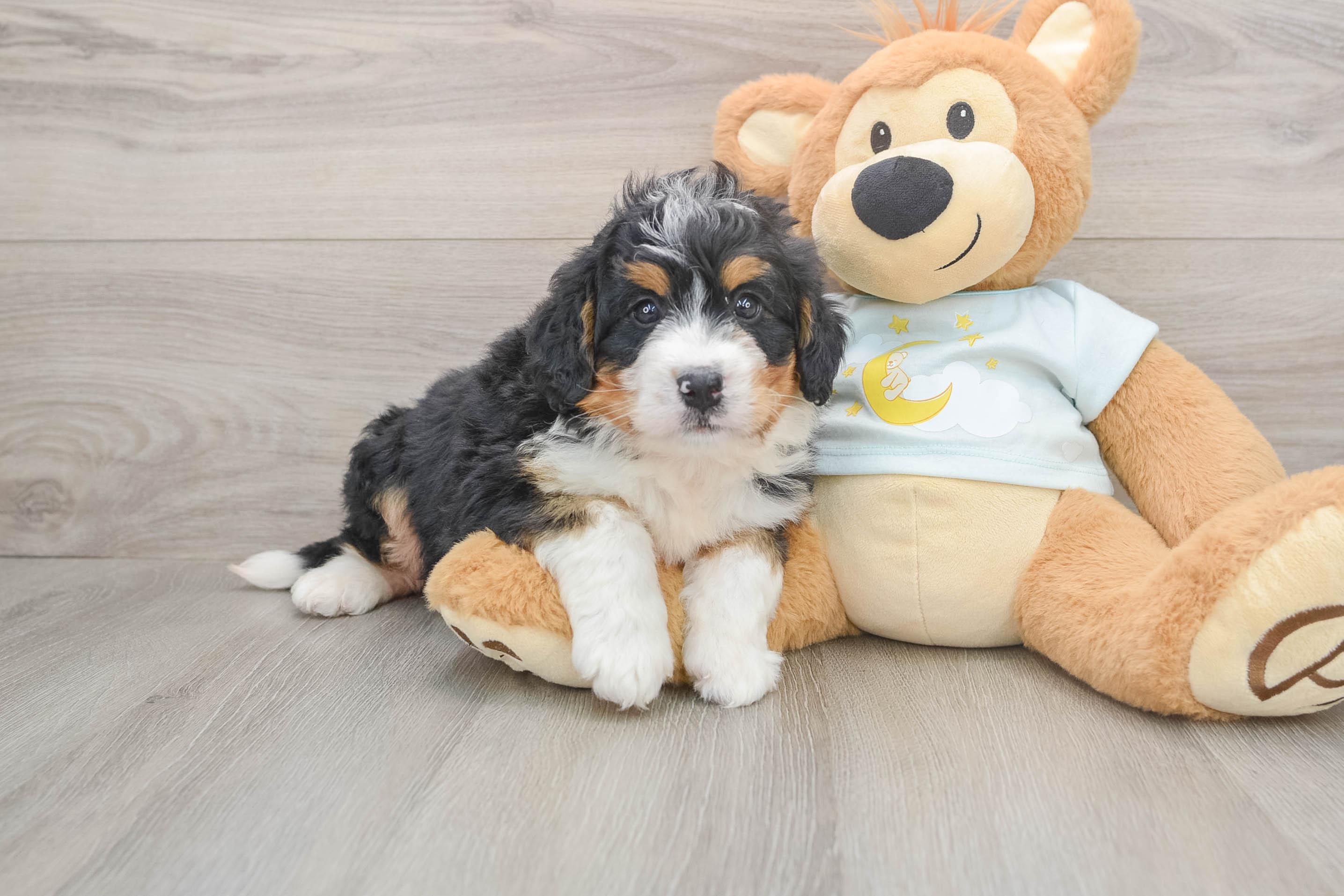 Fluffy Mini Bernedoodle Poodle Mix Pup