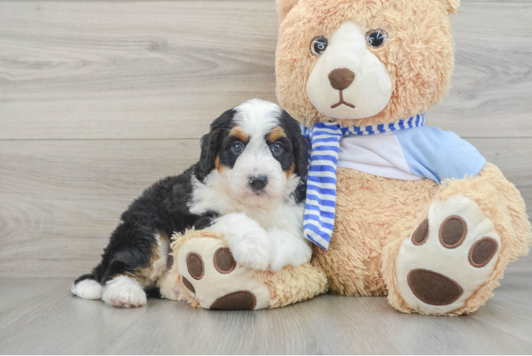 Adorable Mini Bernese Poodle Poodle Mix Puppy