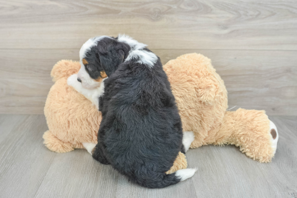 Fluffy Mini Bernedoodle Poodle Mix Pup