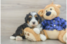 Mini Bernedoodle Puppy for Adoption