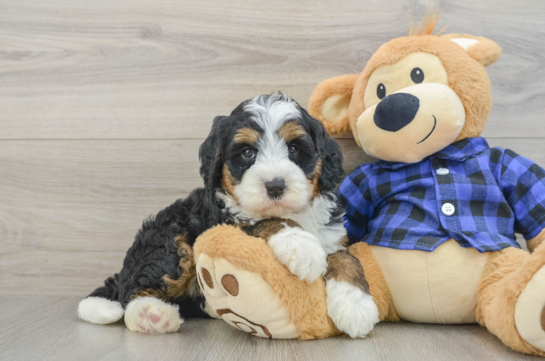Mini Bernedoodle Puppy for Adoption
