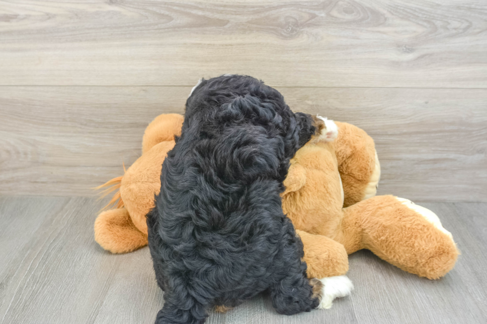 Best Mini Bernedoodle Baby