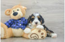 Mini Bernedoodle Puppy for Adoption