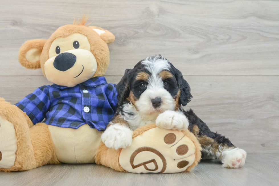 Mini Bernedoodle Puppy for Adoption