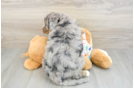 Mini Bernedoodle Pup Being Cute