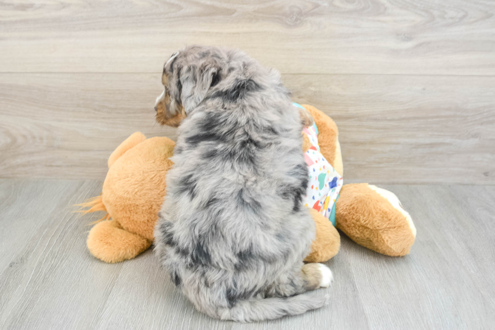 Mini Bernedoodle Pup Being Cute