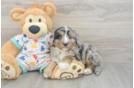 Small Mini Bernedoodle Baby