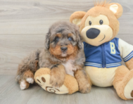 5 week old Mini Bernedoodle Puppy For Sale - Lone Star Pups