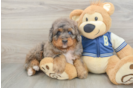 Mini Bernedoodle Pup Being Cute