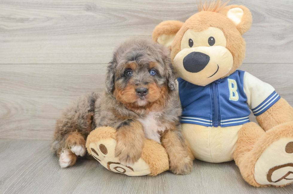 5 week old Mini Bernedoodle Puppy For Sale - Lone Star Pups