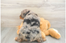 Sweet Mini Bernedoodle Baby