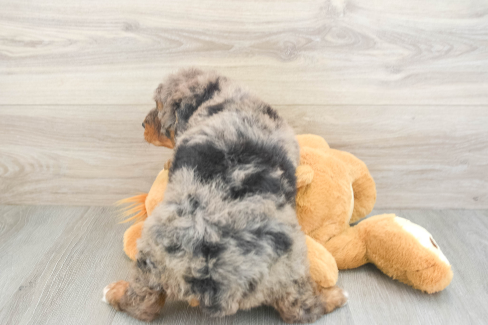 Sweet Mini Bernedoodle Baby