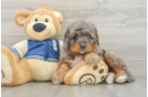 Best Mini Bernedoodle Baby