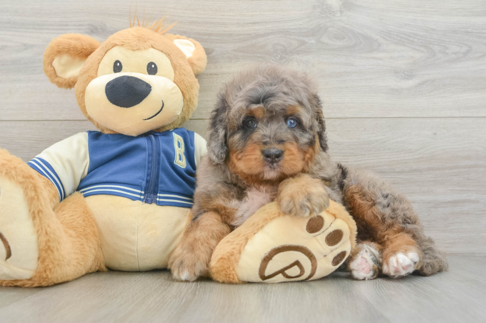 Best Mini Bernedoodle Baby