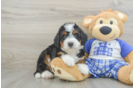 Mini Bernedoodle Puppy for Adoption