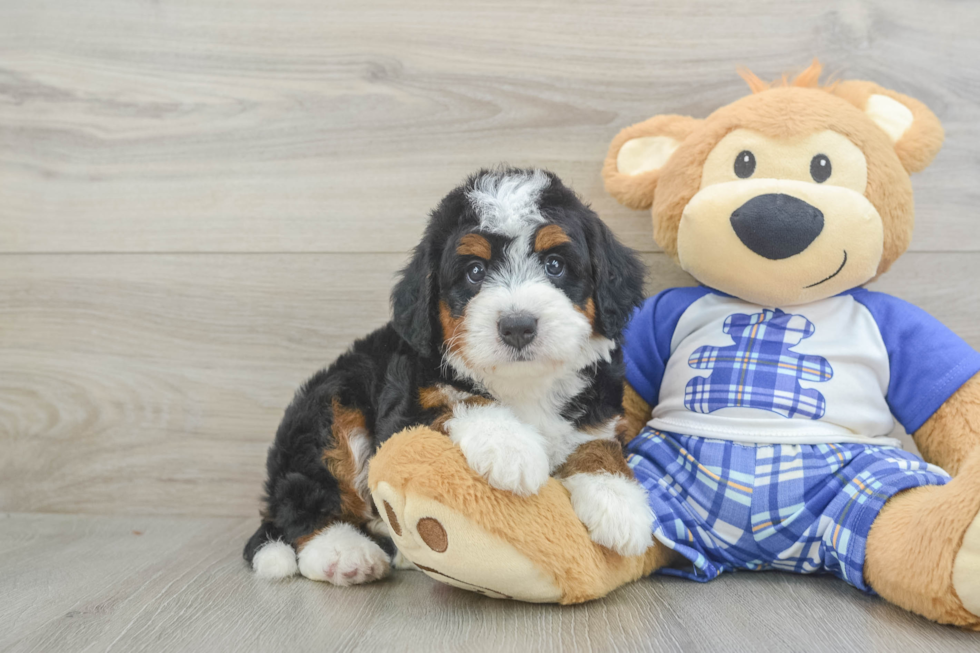 Mini Bernedoodle Puppy for Adoption