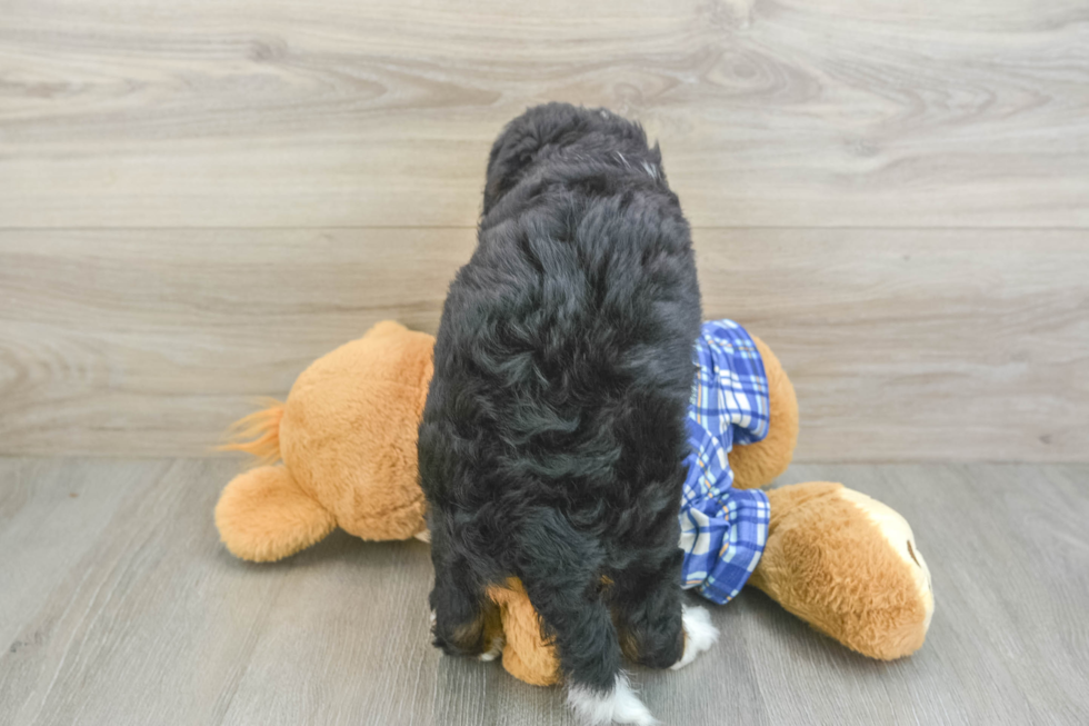Mini Bernedoodle Puppy for Adoption