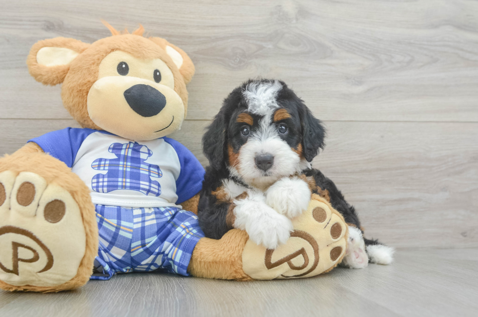 5 week old Mini Bernedoodle Puppy For Sale - Lone Star Pups