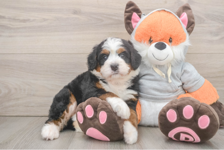 Smart Mini Bernedoodle Poodle Mix Pup