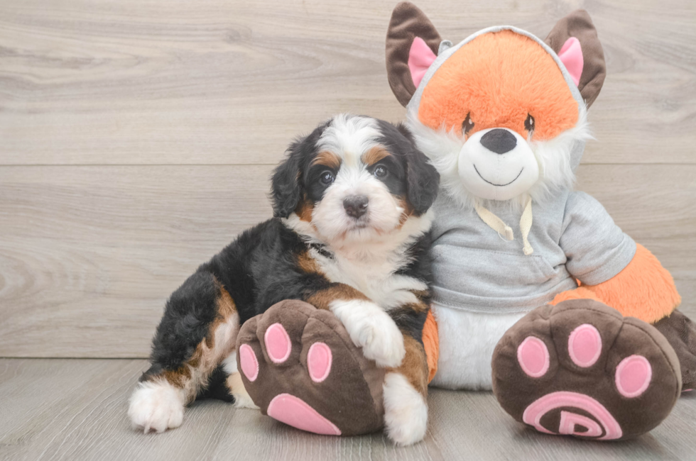 5 week old Mini Bernedoodle Puppy For Sale - Lone Star Pups