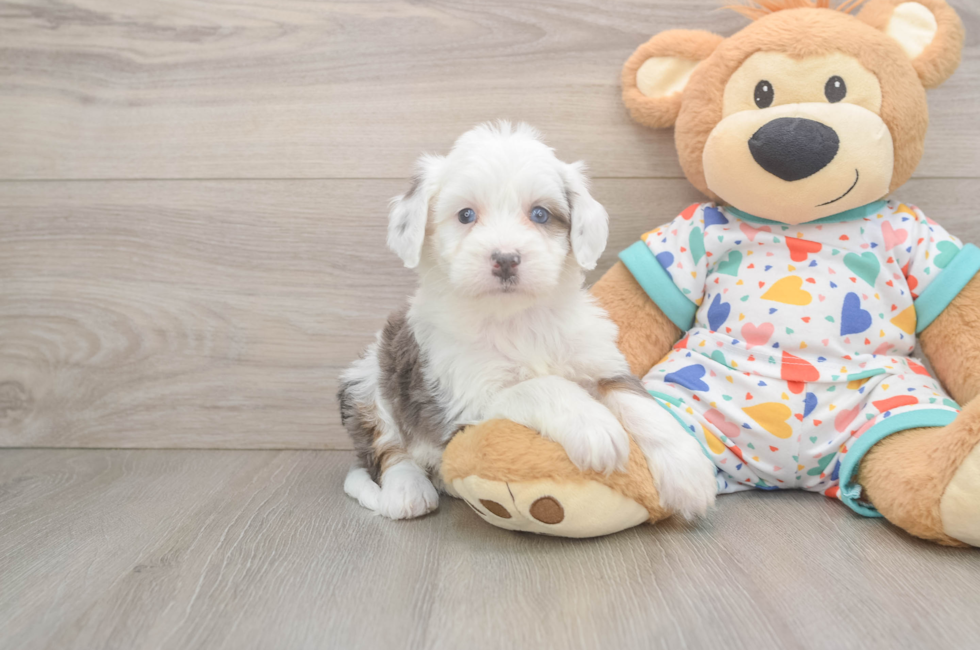 5 week old Mini Bernedoodle Puppy For Sale - Lone Star Pups