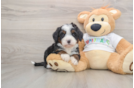 Happy Mini Bernedoodle Baby