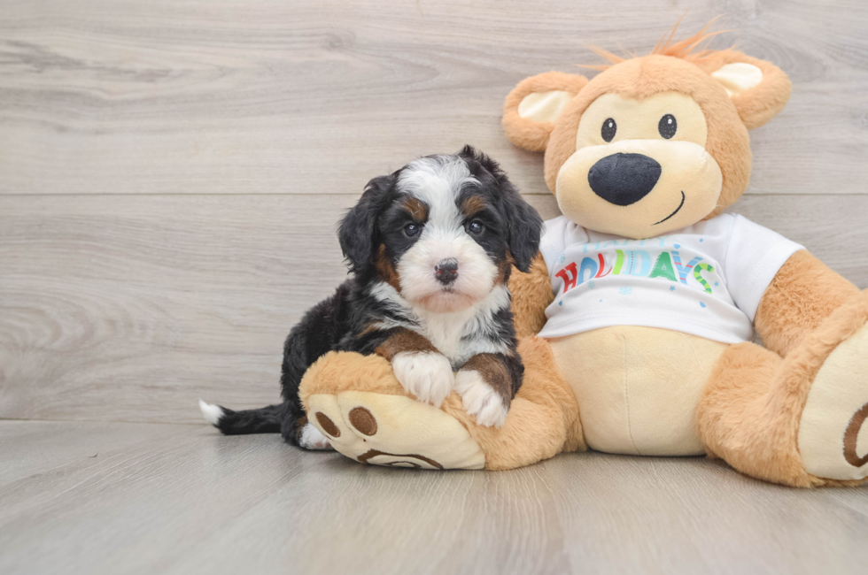5 week old Mini Bernedoodle Puppy For Sale - Lone Star Pups