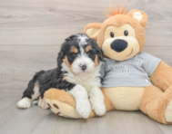 6 week old Mini Bernedoodle Puppy For Sale - Lone Star Pups