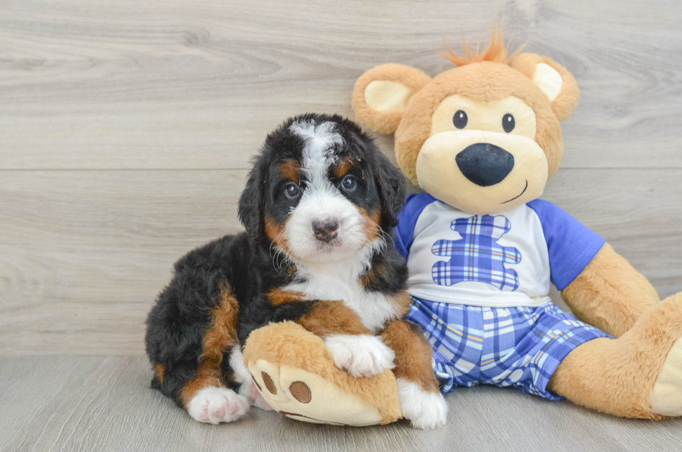 6 week old Mini Bernedoodle Puppy For Sale - Lone Star Pups