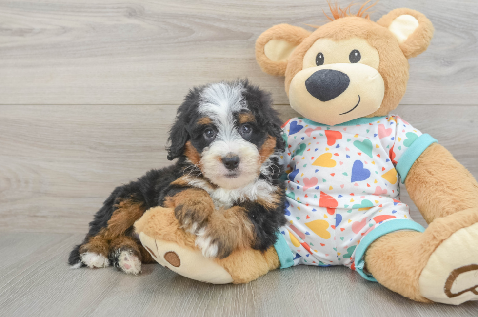 6 week old Mini Bernedoodle Puppy For Sale - Lone Star Pups