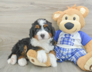 5 week old Mini Bernedoodle Puppy For Sale - Lone Star Pups