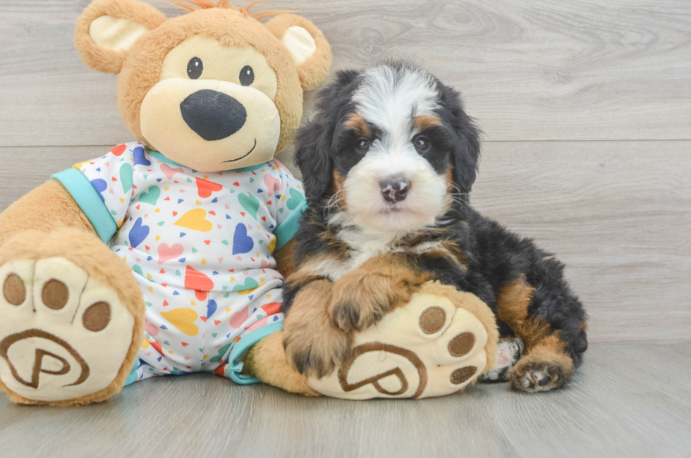 6 week old Mini Bernedoodle Puppy For Sale - Lone Star Pups
