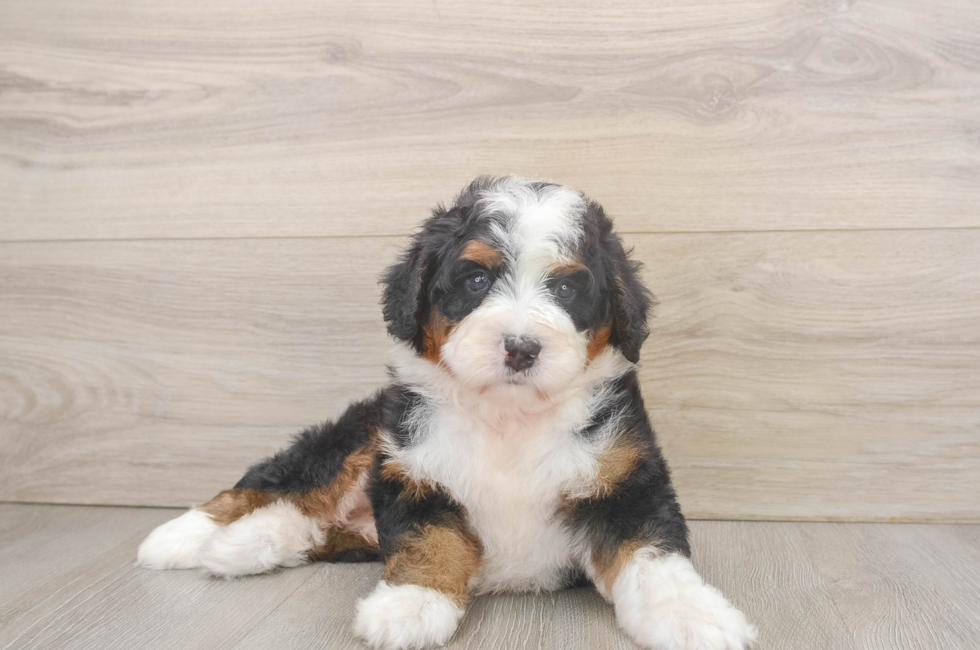 5 week old Mini Bernedoodle Puppy For Sale - Lone Star Pups