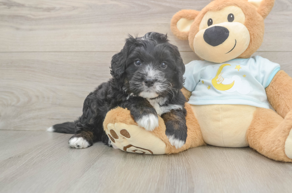 5 week old Mini Bernedoodle Puppy For Sale - Lone Star Pups
