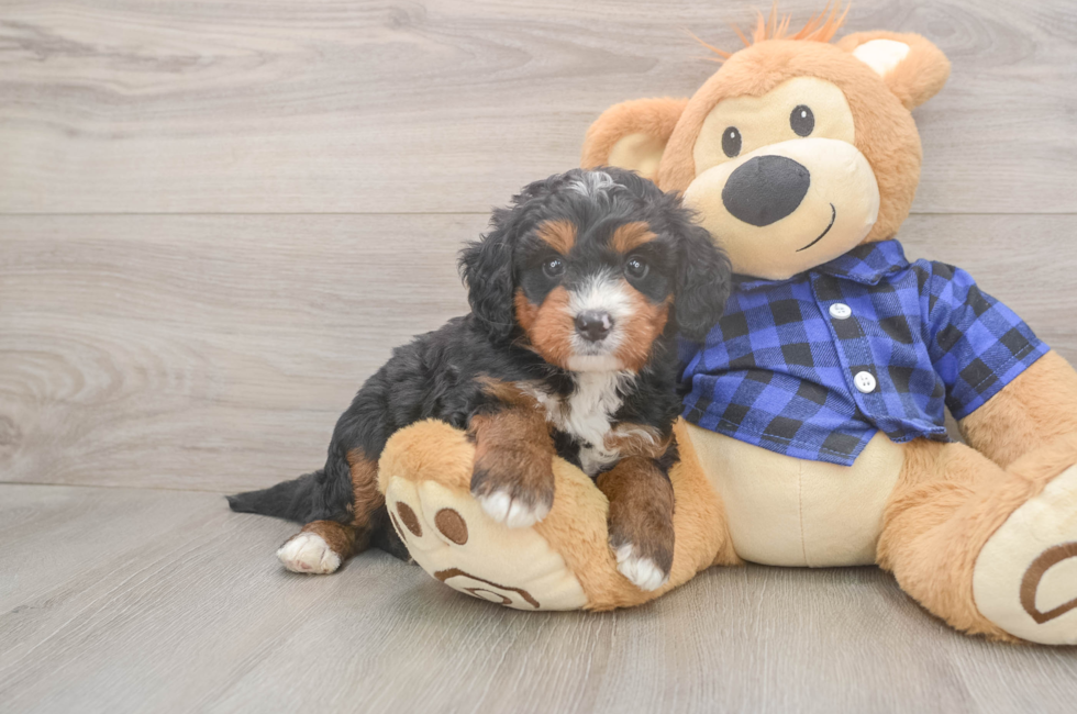 5 week old Mini Bernedoodle Puppy For Sale - Lone Star Pups