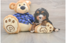 Funny Mini Bernedoodle Poodle Mix Pup