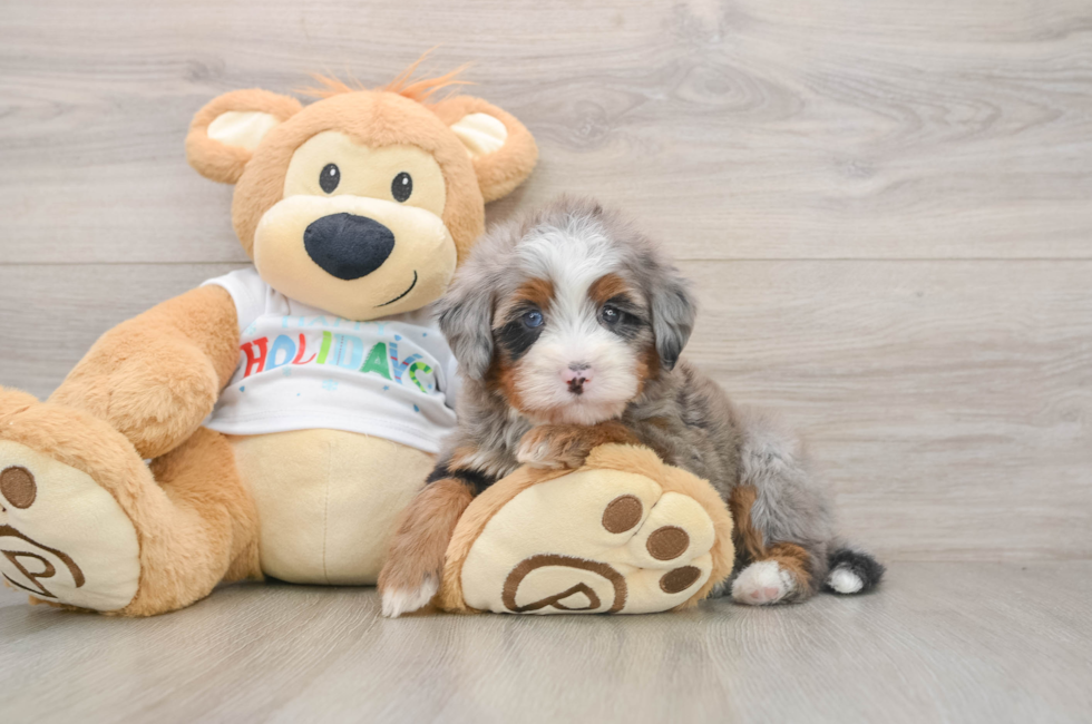 5 week old Mini Bernedoodle Puppy For Sale - Lone Star Pups