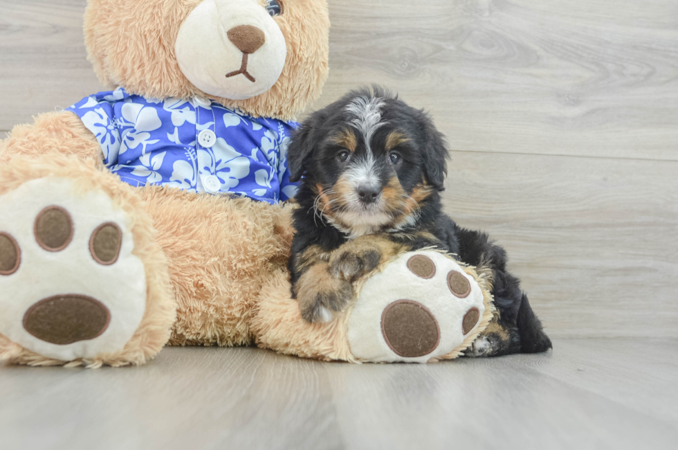 6 week old Mini Bernedoodle Puppy For Sale - Lone Star Pups