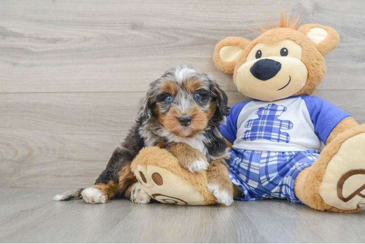 Mini Bernedoodle Pup Being Cute